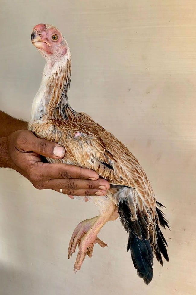 Parrot beak long tail Aseel Beautiful show quality young female