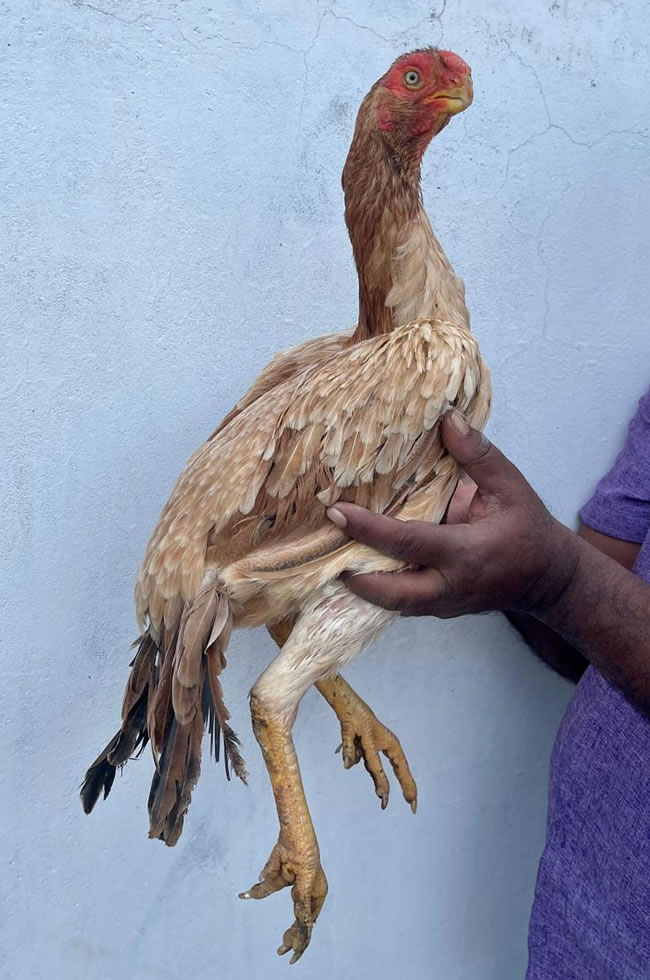 Parrot Beak Fantail Aseel Lovely breeding female