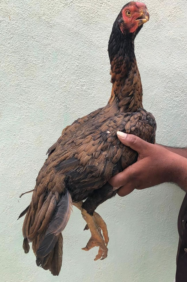 Parrot beak long tail Aseel Heavy size breeding female
