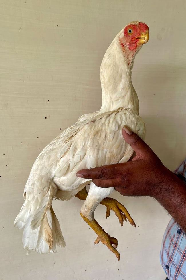 Parrot beak fan tail Aseel Excellent breeding female