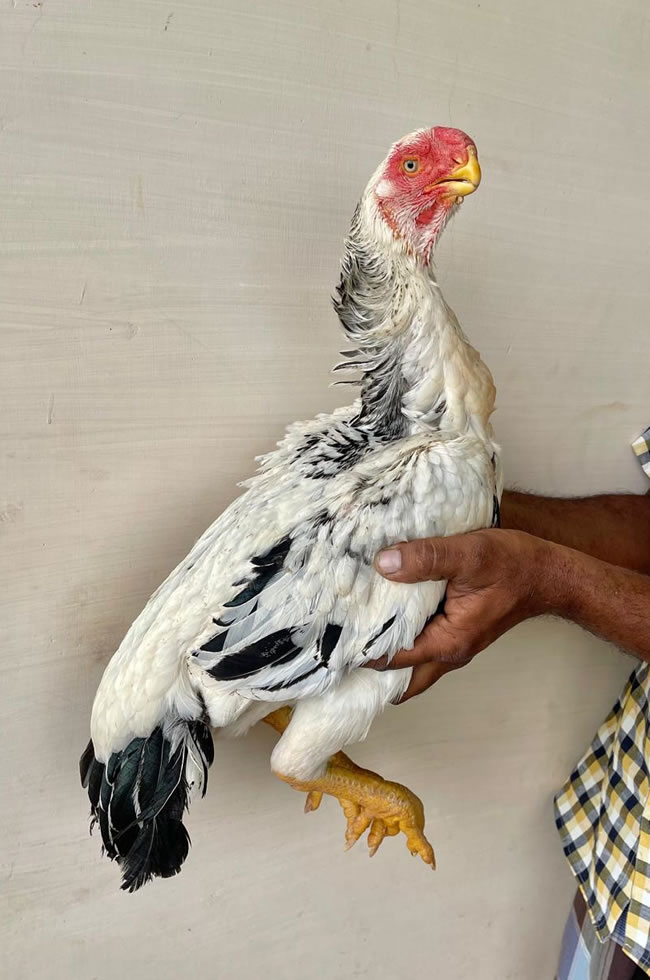 Parrot Beak Fantail Aseel Lovely breeding female