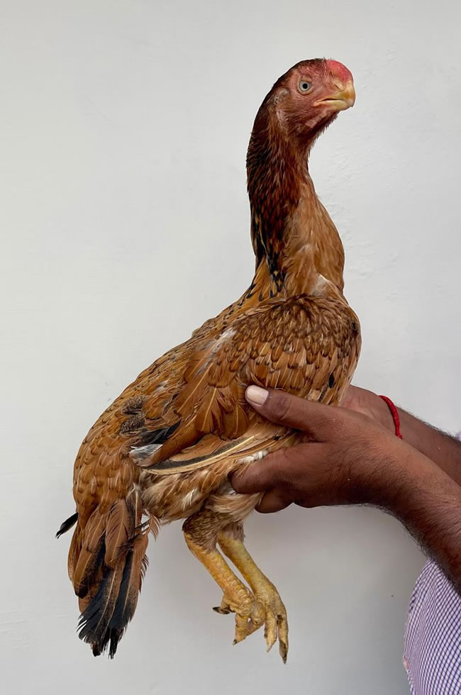 Parrot beak fan tail Aseel Fantastic breeding female