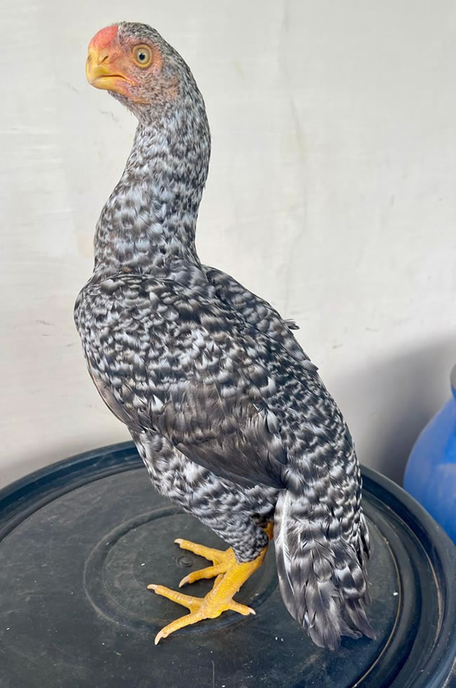 Parrot beak fant tail Aseel Fantastic breeding female