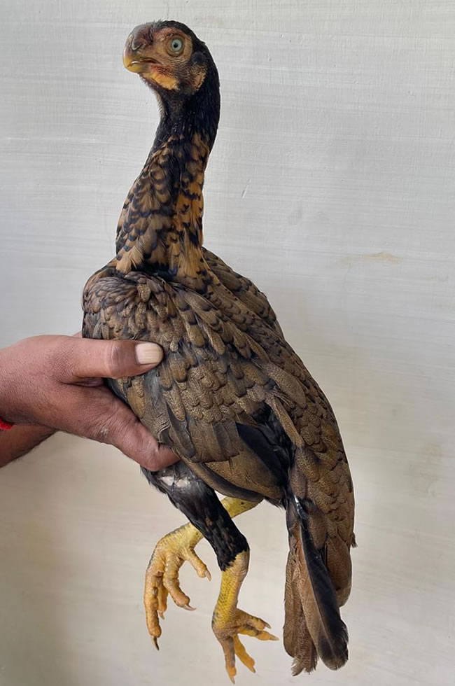 Parrot Beak longtail Aseel Lovely young female