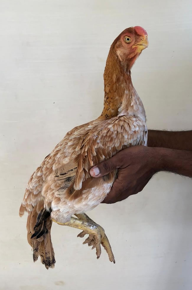 Parrot beak fan tail Aseel Excellent breeding female