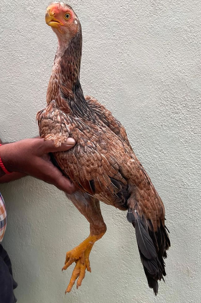 Parrot Beak longtail Aseel Lovely young female