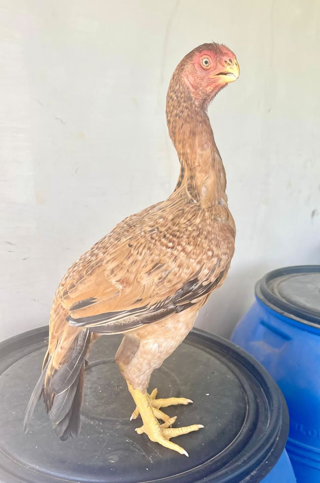 Parrot beak long tail Aseel Beautiful young female
