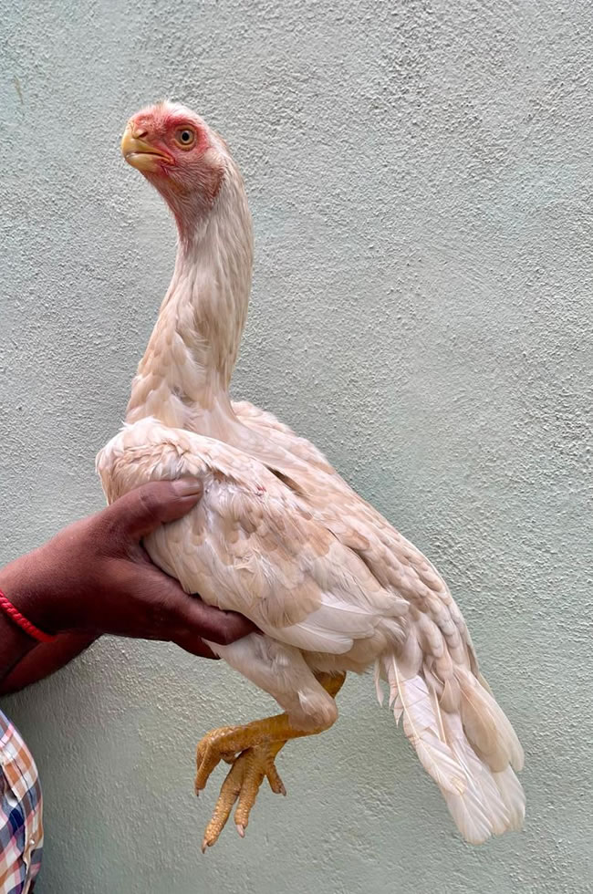 Parrot Beak longtail Aseel Lovely female