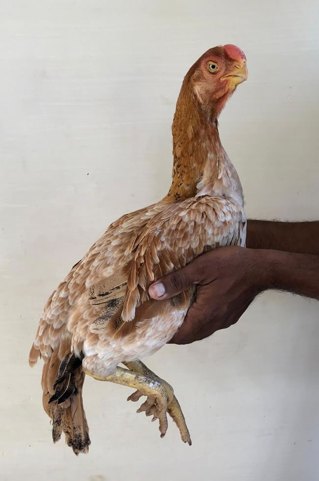Parrot beak fan tail Aseel Excellent breeding female