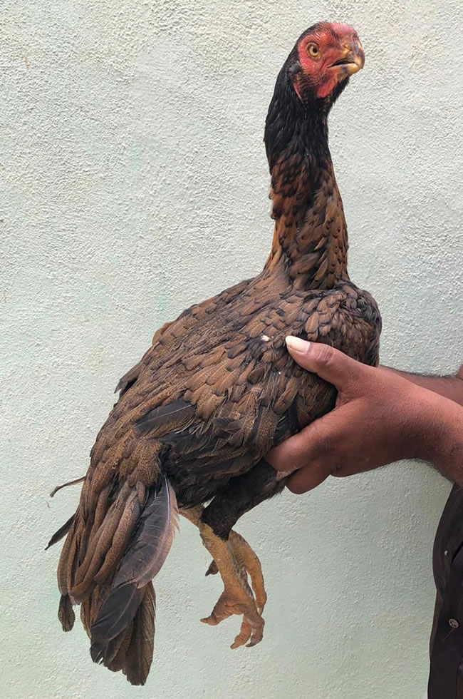 Parrot Beak longtail Aseel Fantastic breeding female