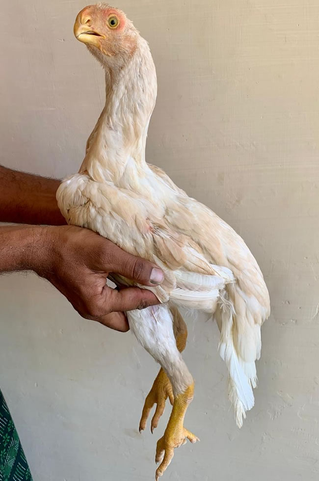 Parrot beak fan tail Aseel Excellent female chicken