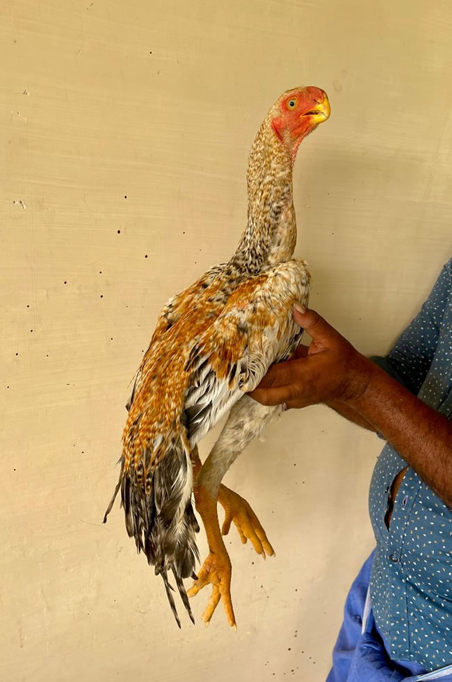 Parrot beak fan tail Aseel Excellent young Male