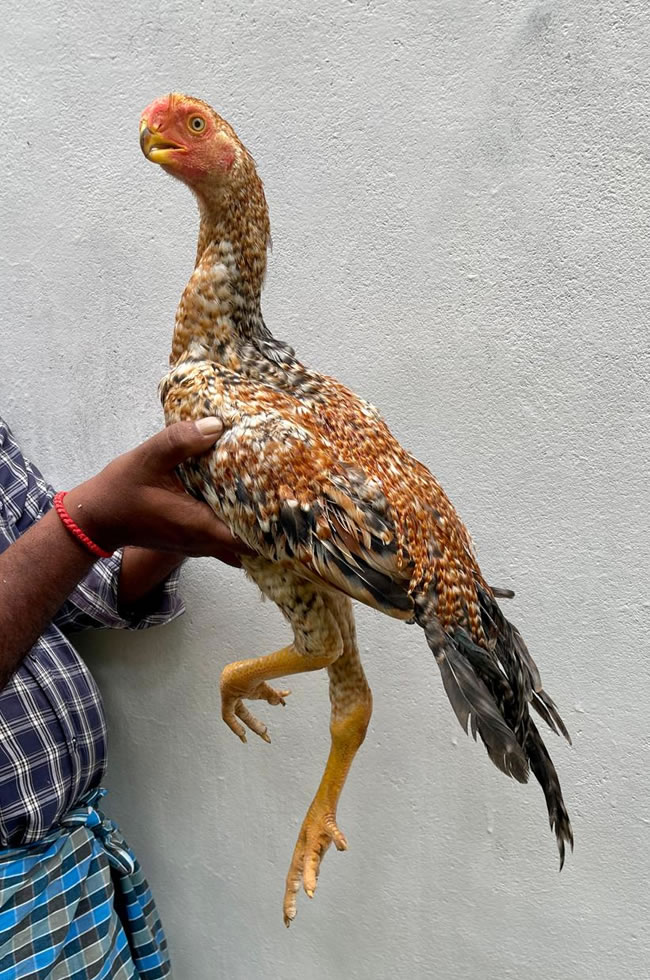Parrot Beak longtail Aseel Top show quality Male chicken