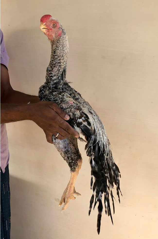 Parrot beak long tail Aseel Top show quality young male
