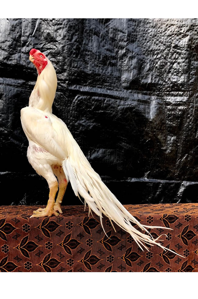 Parrot beak long tail Aseel Top show quality male