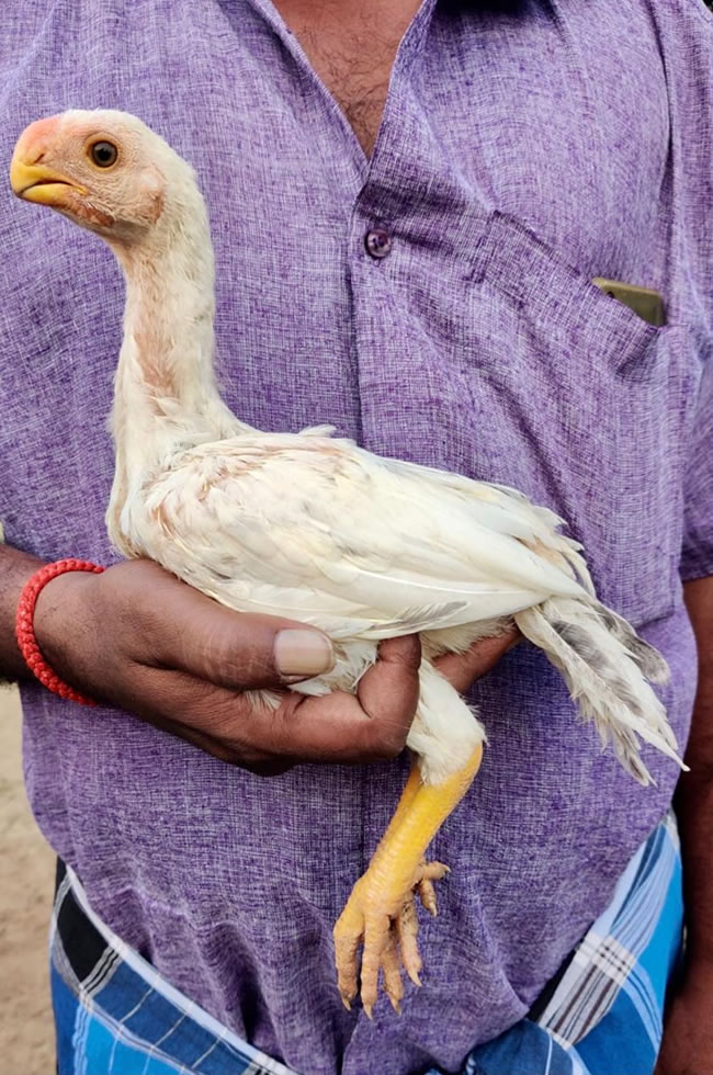 Parrot beak fan tail Aseel Beautiful male chicken