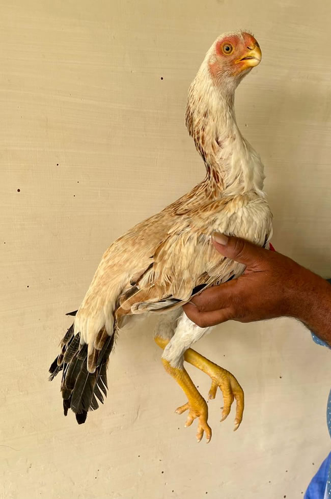 Parrot beak longtail Aseel Fantastic breeding female