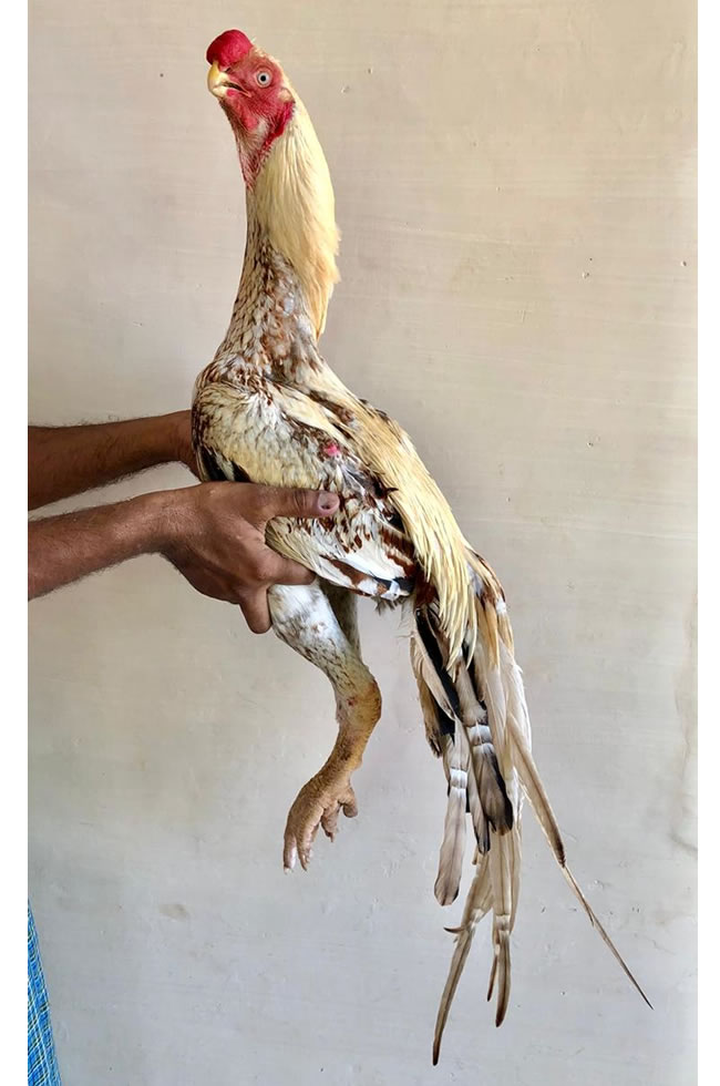 Parrot Beak long Tail Aseel  Top breeding male