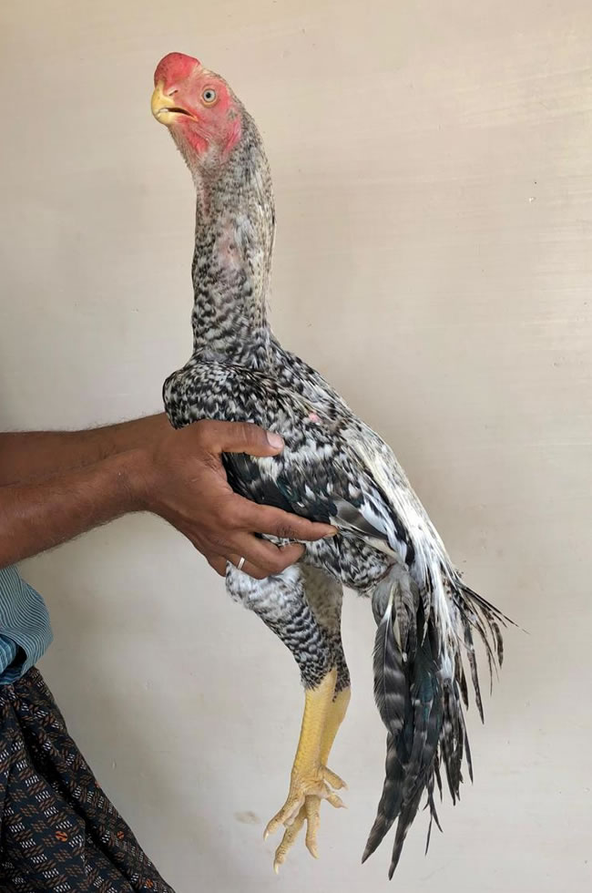 Parrot beak fan tail Aseel Top show quality young male
