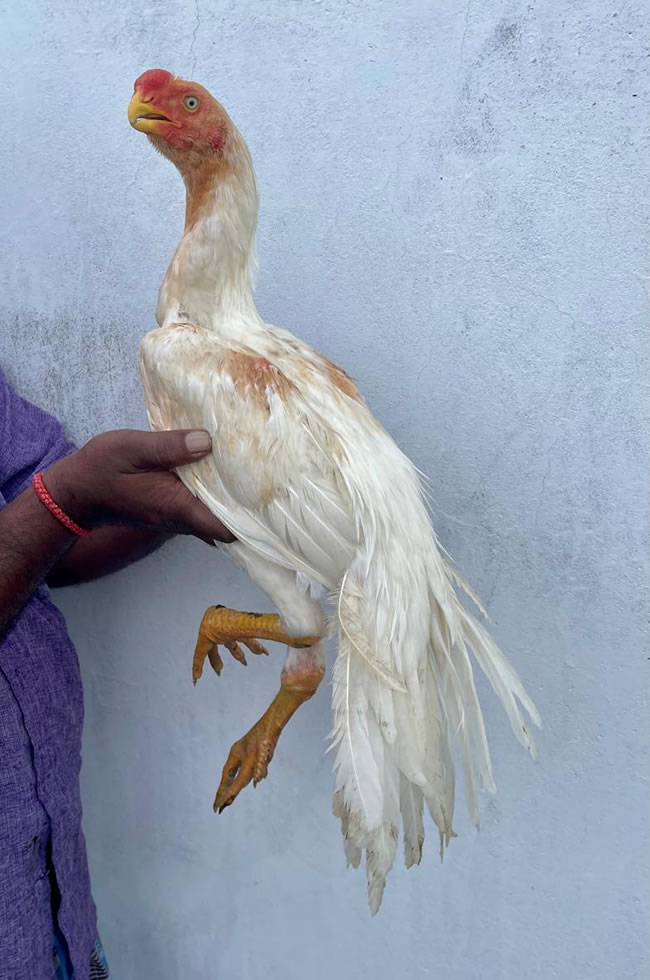 Parrot beak long tail Aseel Lovely young male