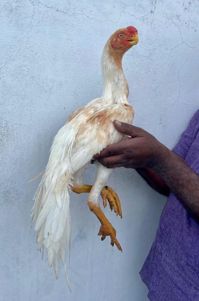 Parrot beak long tail Aseel Young male