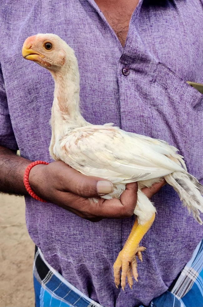 Parrot Beak Fan Tail Aseel Excellent male chicken