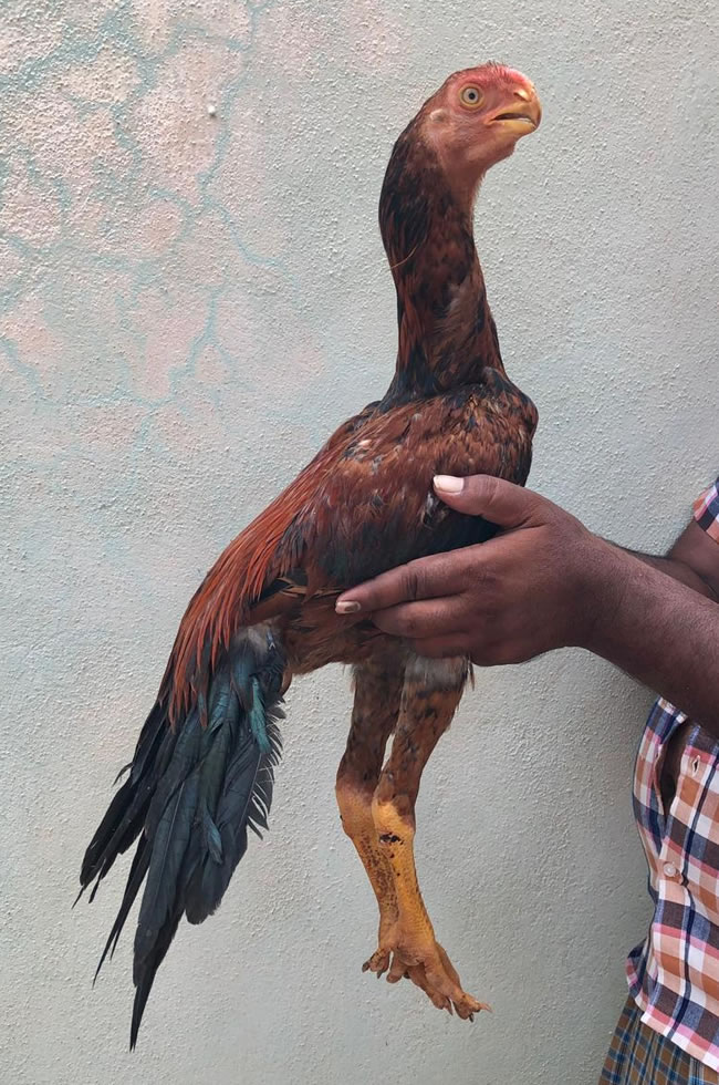 Parrot beak long tail Aseel Excellent show quality young male