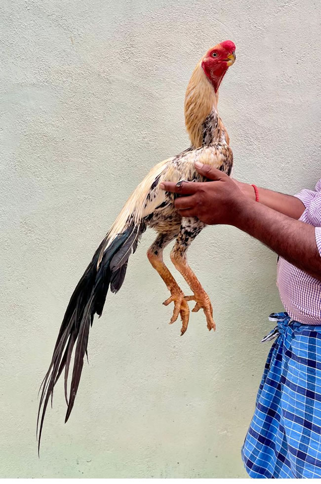 Parrot beak long tail Aseel Extraordinary show male