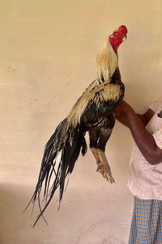 Parrot beak long tail Aseel show quality breeding male