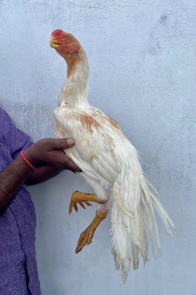 Parrot beak fan tail Aseel Excellent young male