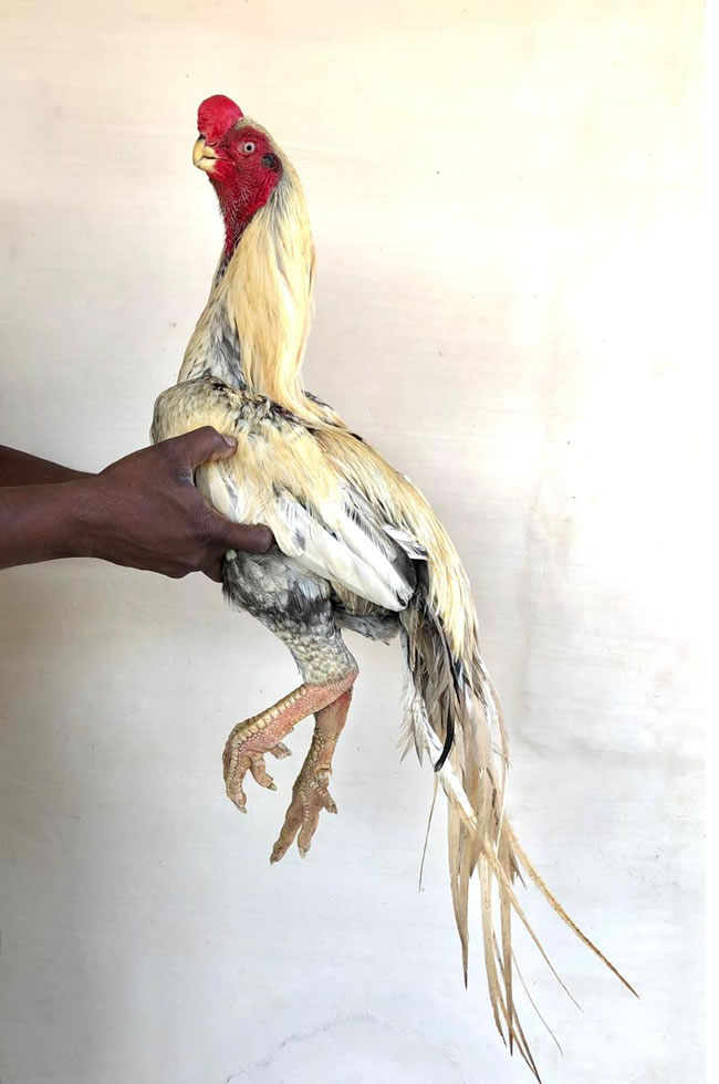 Parrot beak fan tail Aseel Excellent breeding male