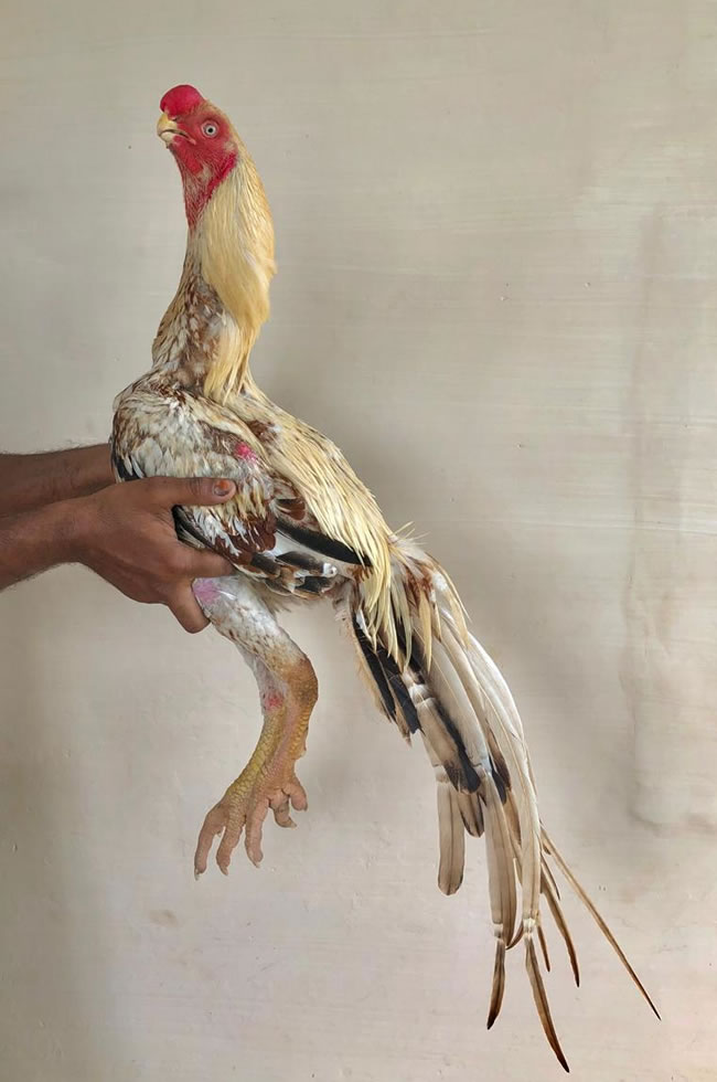 Parrot beak long tail Aseel Excellent show male