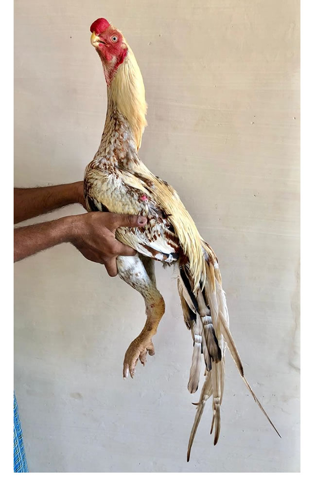 Parrot beak long tail Aseel Outstanding breeding male