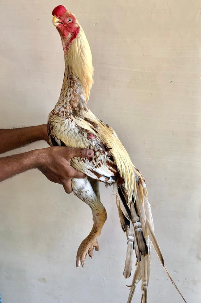 Parrot beak long tail Aseel Top show male