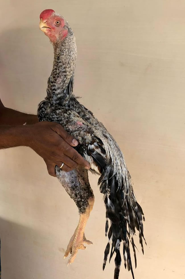 Parrot beak long tail Aseel Excellent young show male