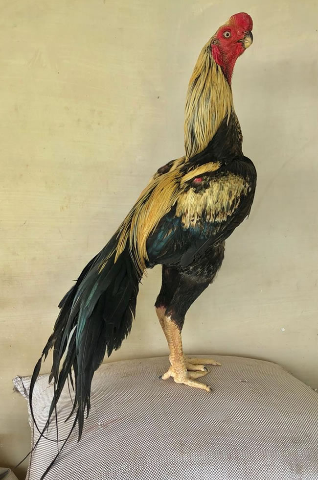 Parrot beak long tail Aseel Excellent breeding male