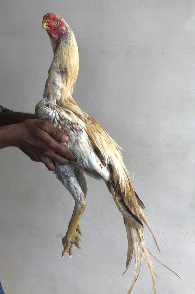 Parrot beak long tail Aseel Top show quality young male