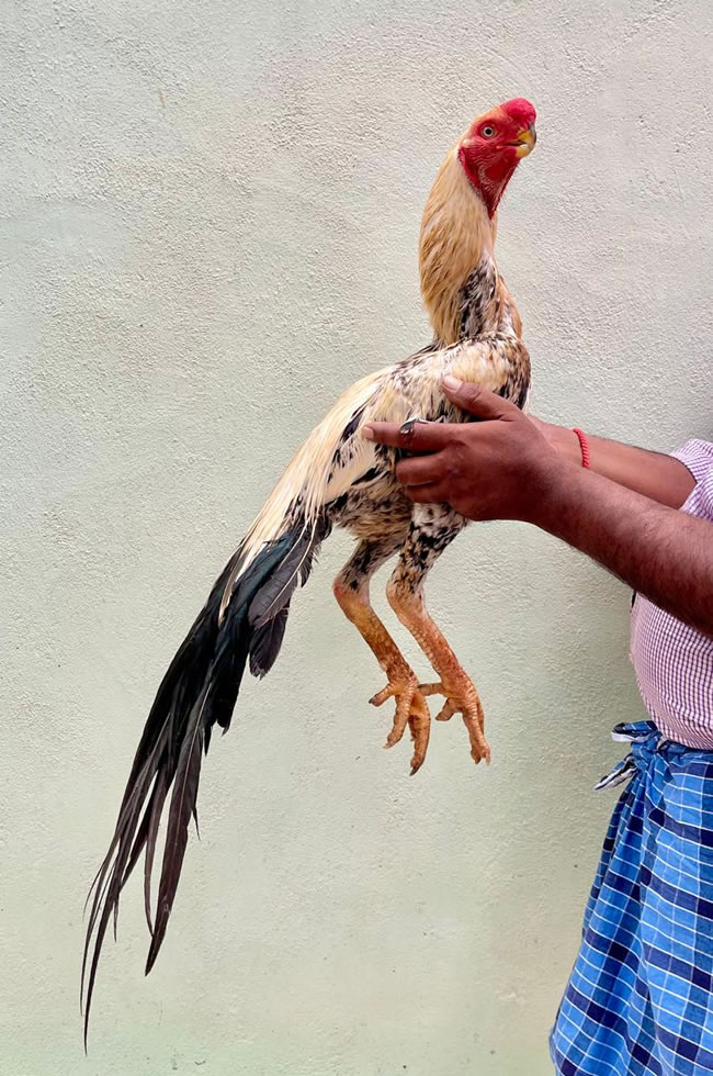 Parrot beak long tail Aseel  Fantastic male for breeding