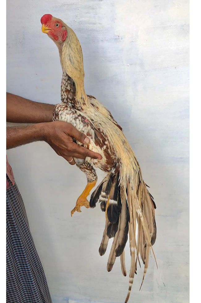 Parrot beak long tail aseel  Excellent show quality male