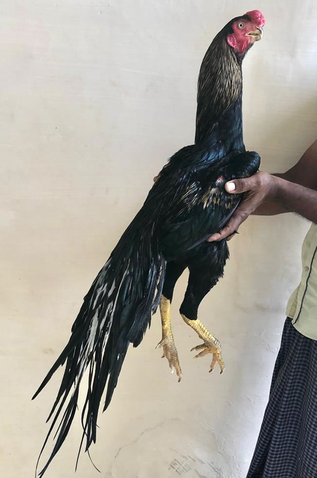 Parrot beak long tail Aseel Excellent show quality male