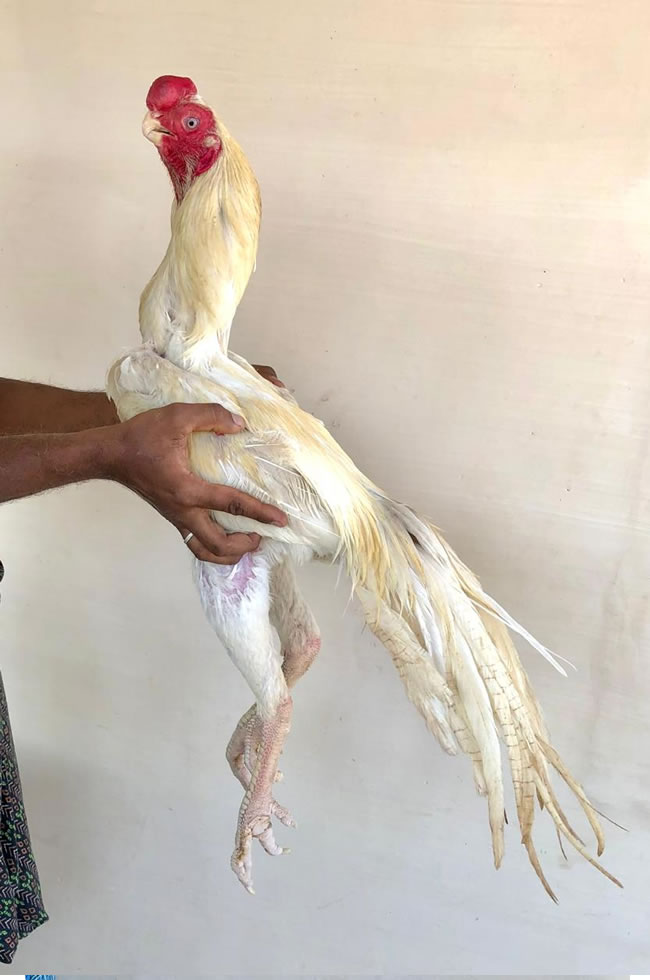 Parrot Beak Long Tail Aseel  Top quality breeding Male