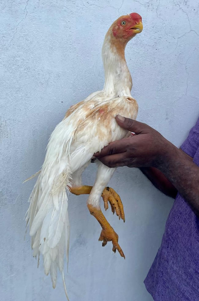 Parrot beak long tail Aseel Beautiful young male