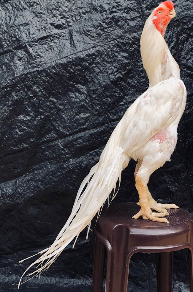 Top quality white colour parrot beak long tail Aseel