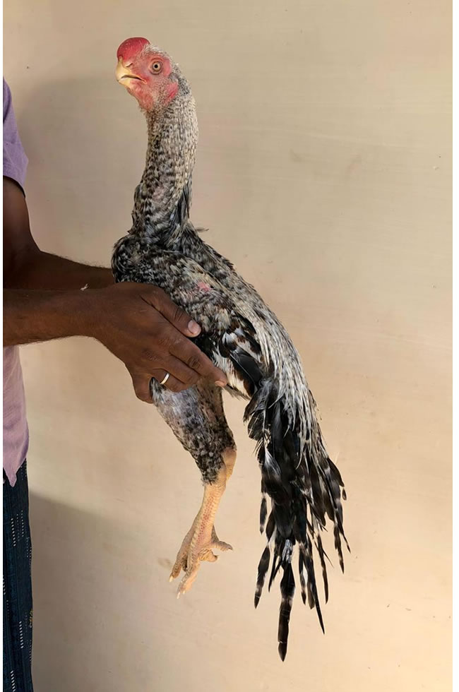 Parrot beak long tail Aseel Excellent young male