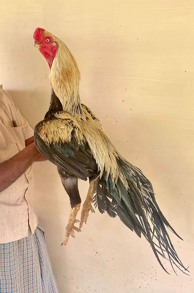 Parrot beak longtail Aseel Top notch quality