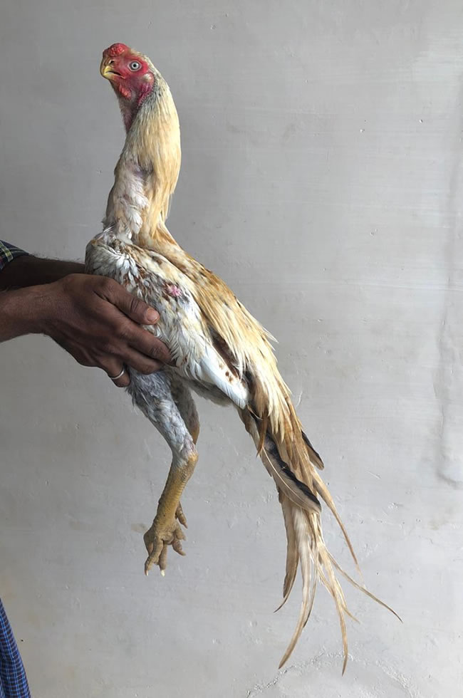 Parrot beak longtail Aseel  Fantastic young male