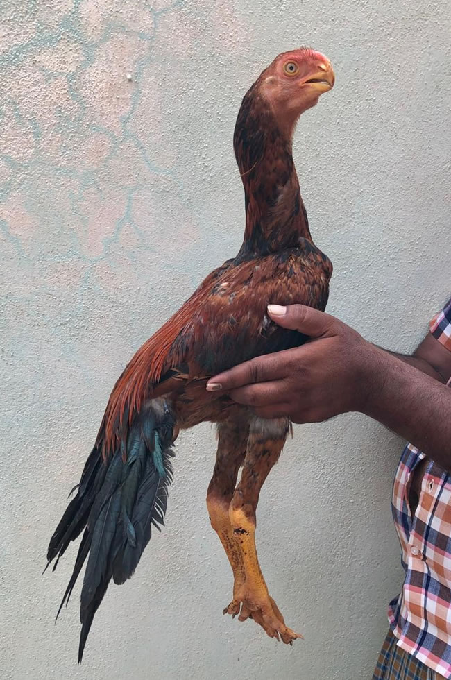 Parrot beak long tail Aseel Excellent male chicken