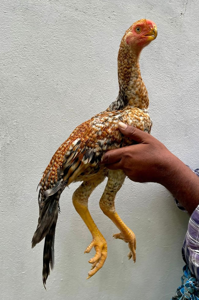 Parrot Beak longtail Aseel Fantastic young Male