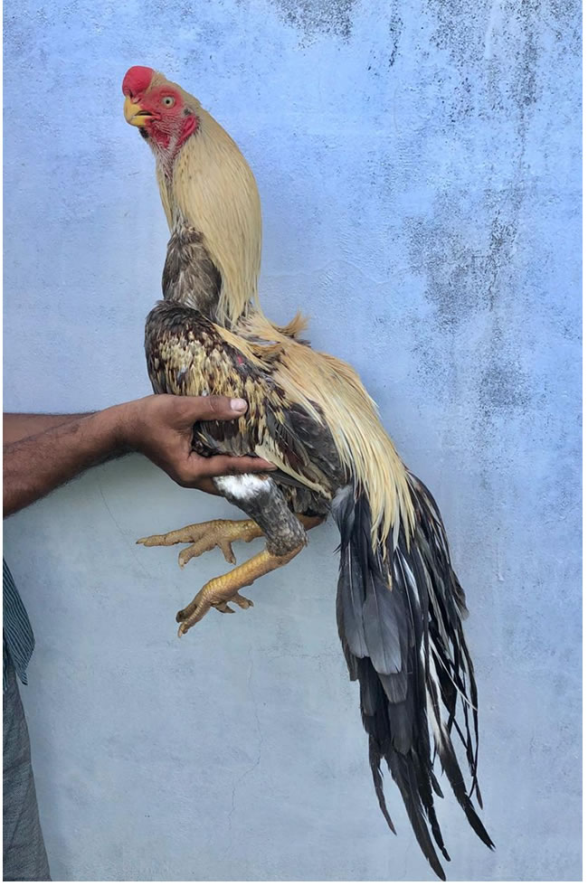 Parrot beak long tail Aseel Fantastic young Male