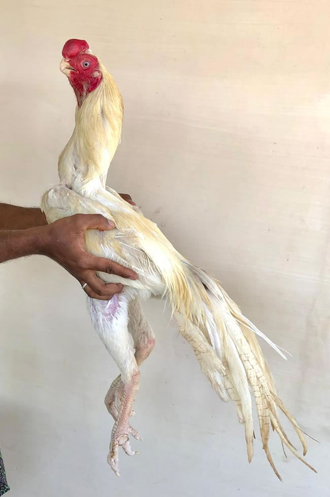 Parrot beak long tail Aseel Top show male